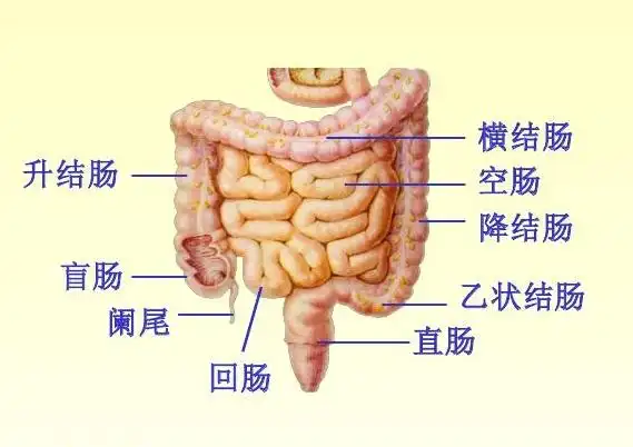 奇民科夫首先提出,人体肠道所寄居的细菌,尤其是大肠杆菌,每时每刻都