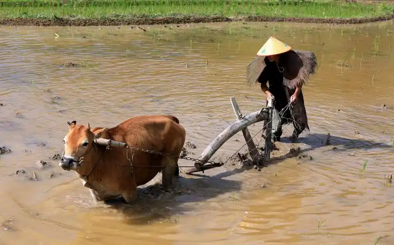 最质朴的老农,最矫健的老牛   进行最传统的农活把式——耕牛犁田