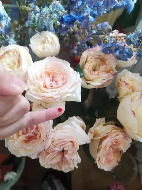 玫瑰  #鲜花分享  #点缀生活的鲜花