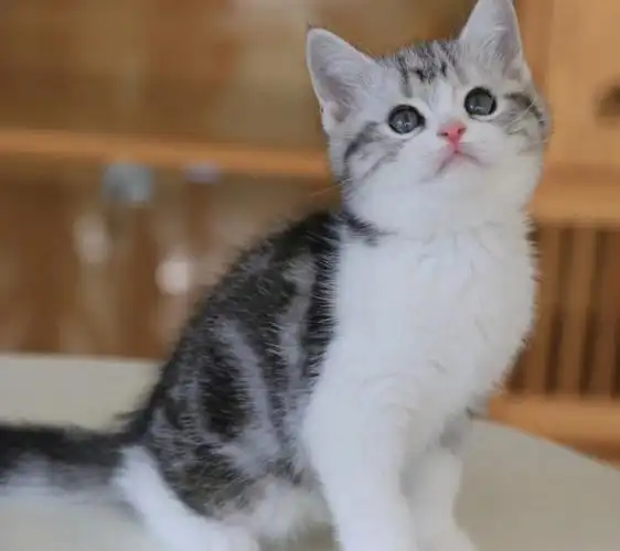 美短加白弟弟可预约上门