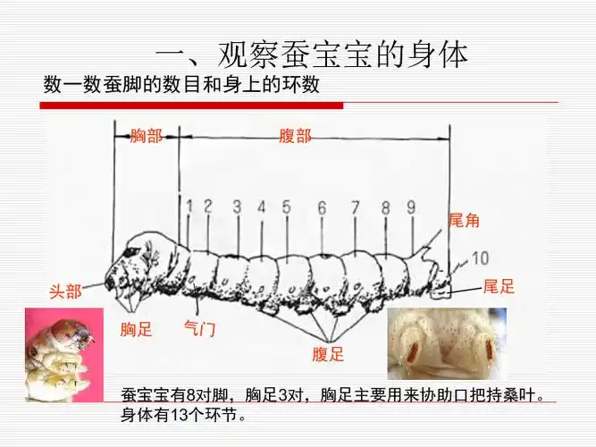 (教科版)三年级科学下册课件 可爱的蚕宝宝