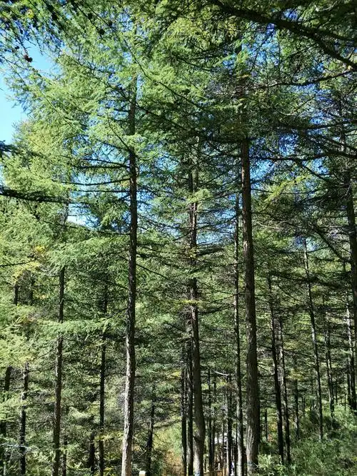 苏木山☞南与山西省阳高,天镇县接壤,西与丰镇市相邻,是晋,冀,蒙三