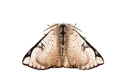 透明翅膀图片_透明翅膀图片大全_透明翅膀图片素材