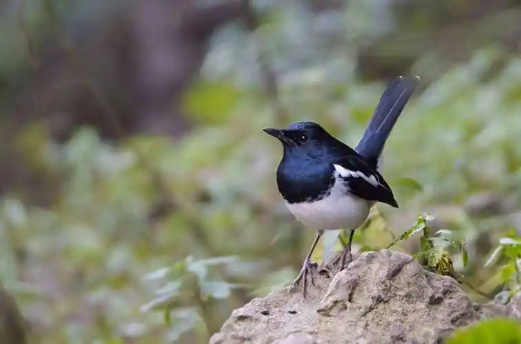 怎样挑选好的四喜鸟 怎样挑选四喜鸟