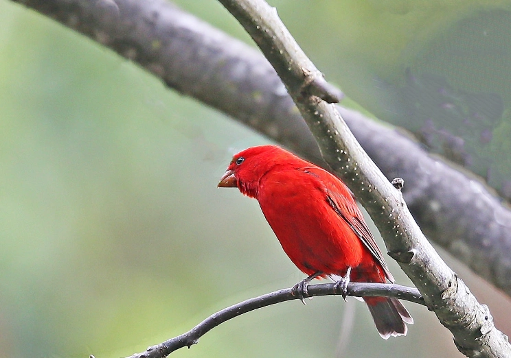 麻料鸟饲养方法