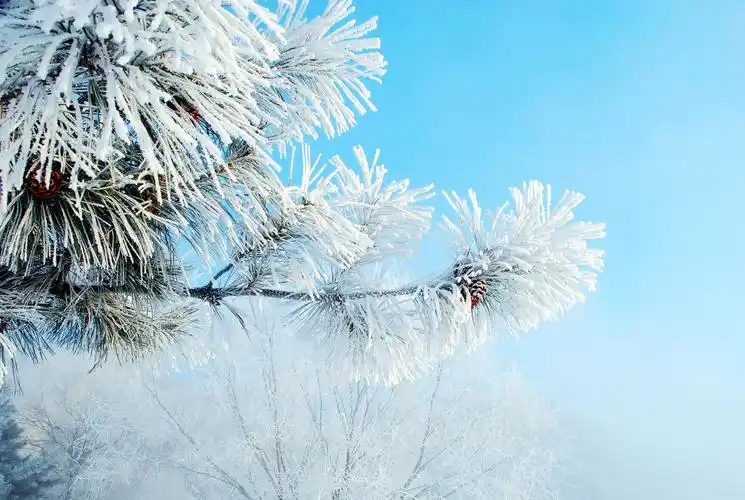 【图片33】吉林市雾凇岛--蜂鸟论坛照片套图