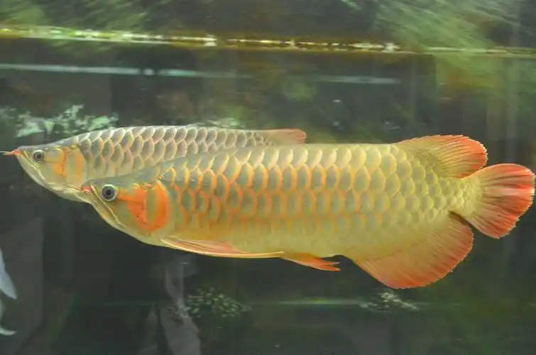 互粉啊,亲 - 龙鱼玩家 - 龙鱼之巅