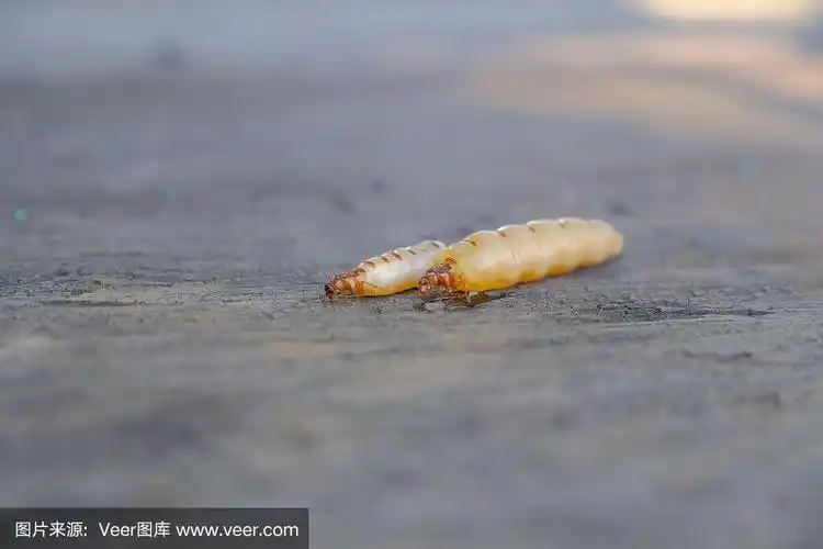 白蚁女王向木屋发出危险信号