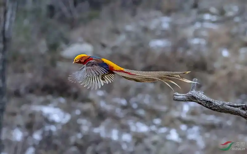 横飞的红腹锦鸡