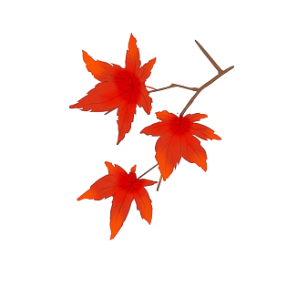 手绘枫叶树叶插画