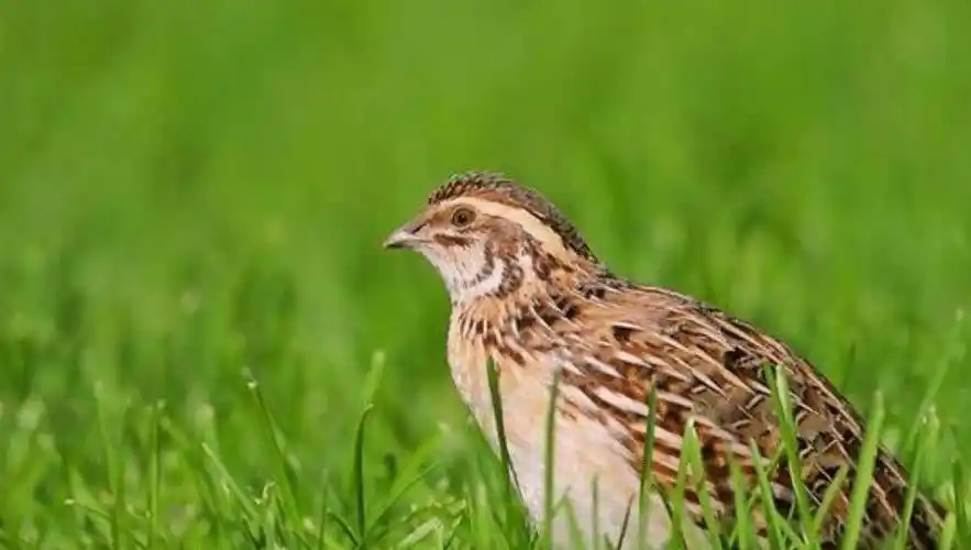原创鹌鹑能改变人生清朝妇女意外得了两只鹌鹑一家人从此吃穿不愁