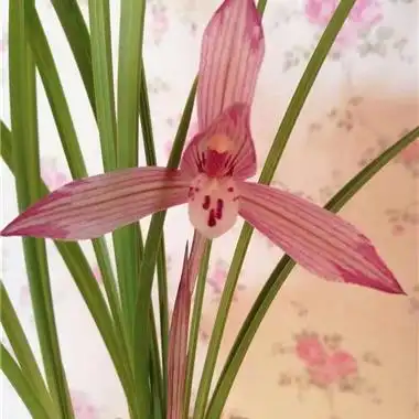 春兰仙羽霓裳2苗 - 中国兰花交易网