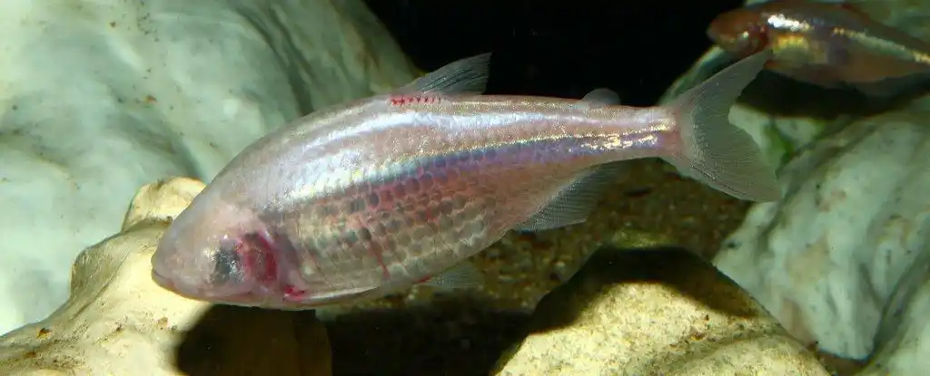 有一种无眼盲鱼——靠糖尿病生存!