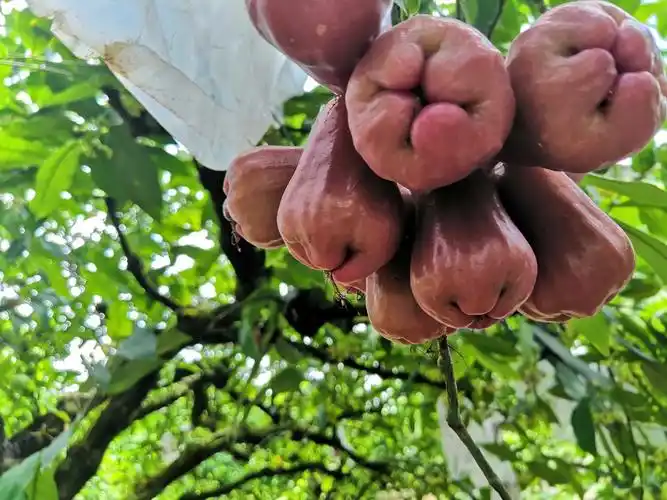 01卢萍 探访马来西亚迪沙鲁水果农庄