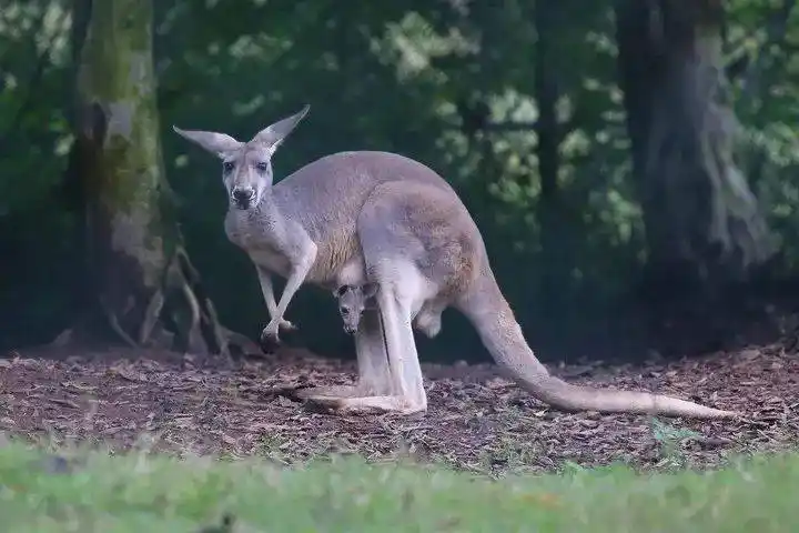 各式各样的小尾巴,你最"中意"哪一款 - 乐和乐都动物主题乐园