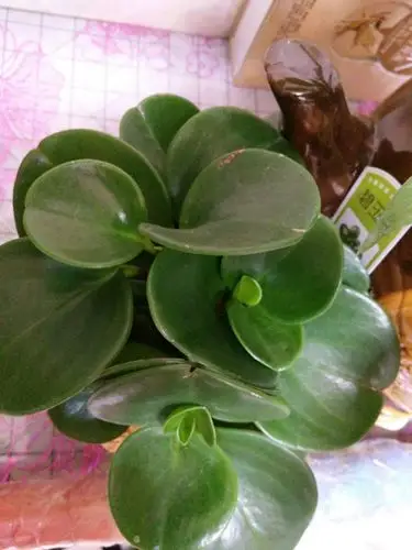 绿如意长的让我真满意