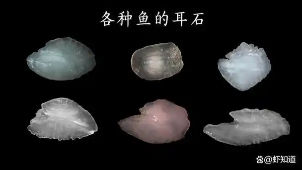 为什么耳朵里会长石头?耳石是什么?