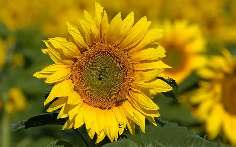 金色向日葵高清桌面壁纸图片