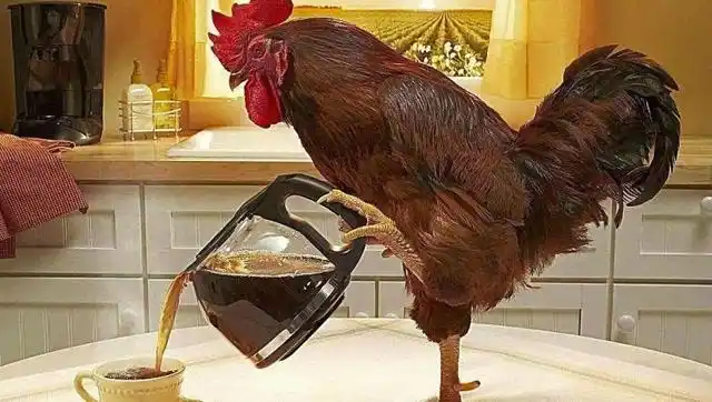 超级搞笑的大公鸡,果然是名副其实的战斗鸡