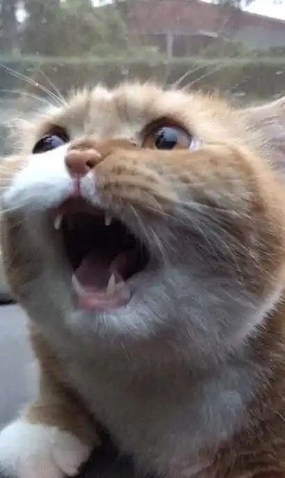 全程表情惊悚,吓出表情包,大橘为重啊!_猫猫_风景_东西