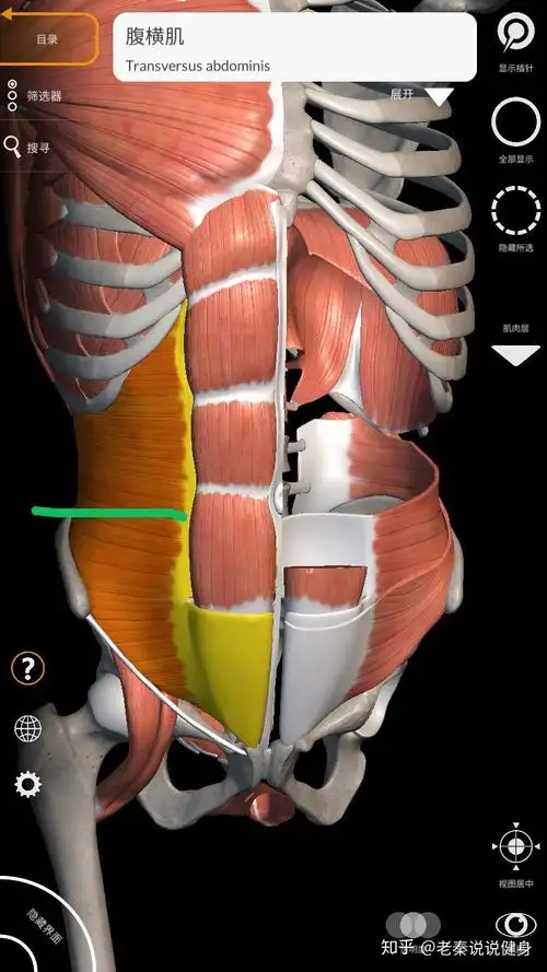 腹侧壁由内向外由哪些肌肉组成其纤维走向如何