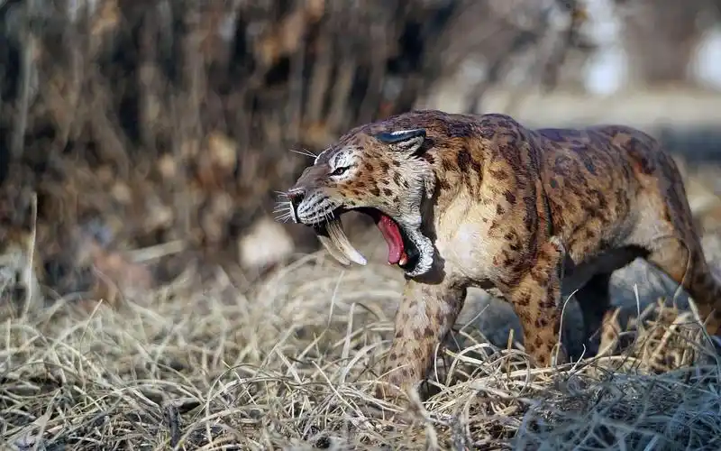 剑齿虎一双獠牙长达28公分,怎么在猎物变多后,反而饿死了?