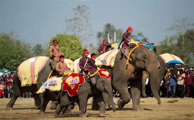 大象节上的大象表演