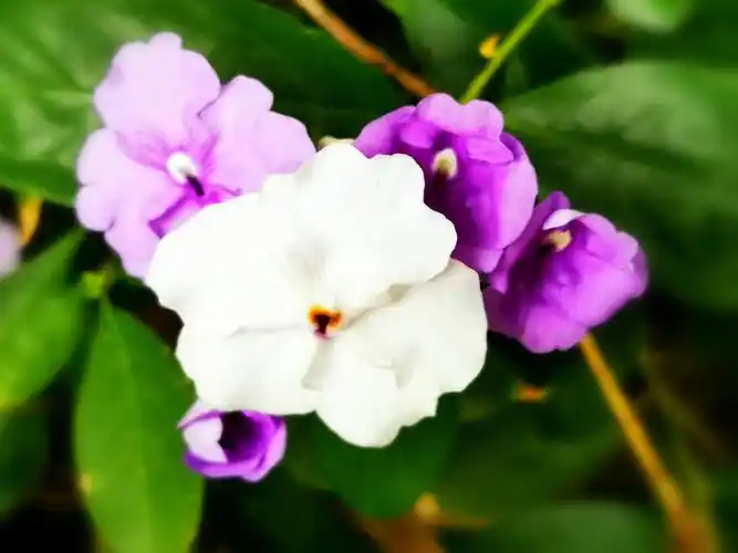 在同一植株上同时能看到不同颜色的花,故得名"双色茉莉",其英文名之意