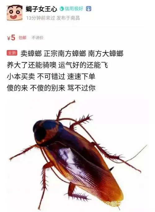 北方的雪地代写业务火了南方人用蟑螂刻字反击