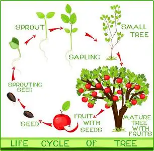 生命周期的苹果树照片