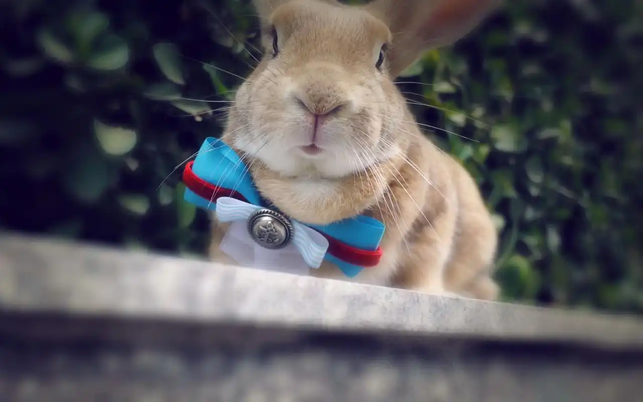 精选搜狗萌宠小兔子电脑桌面壁纸高清大图预览1920x1080_动物壁纸下载