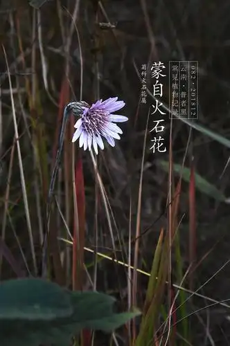 20181213星期四早上好啊蒙自火石花