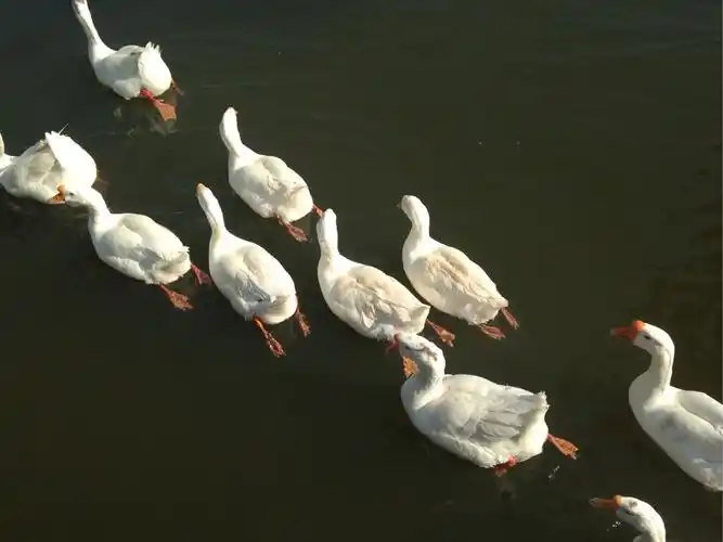 春暖鹅鸭先知(5月1日上午拍于海大心海湖)