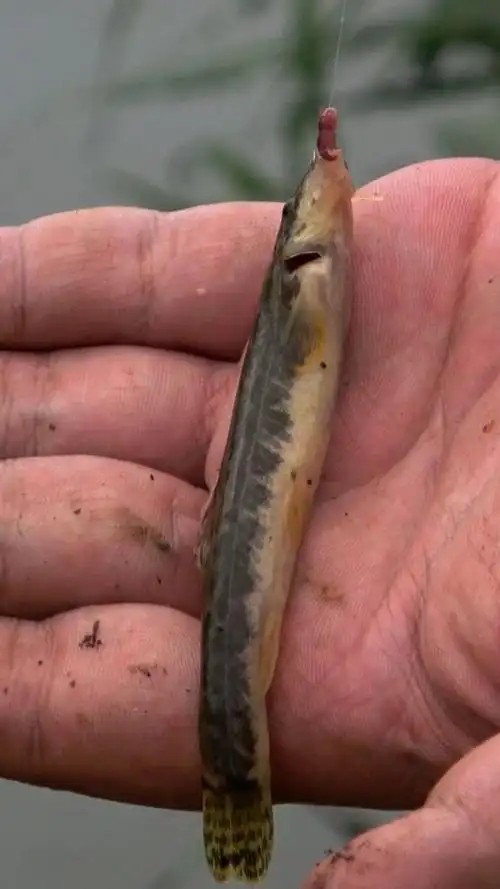 家乡小河,钓小时候的野鱼,花梨棒子鱼!