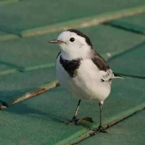 观鸟笔记(24)白鹡鸰 雌