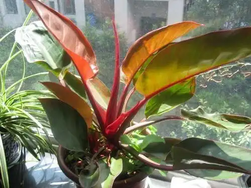 大叶红宝石植物图片红宝石植物图片