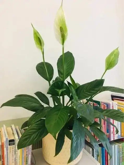 职场打拼的朋友们,大都喜欢在办公桌摆几盆盆栽绿植,一是净化空气,二