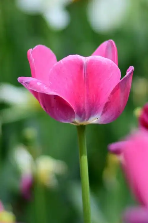 其它 一年一度郁金香 写美篇  郁金香是世界名花.