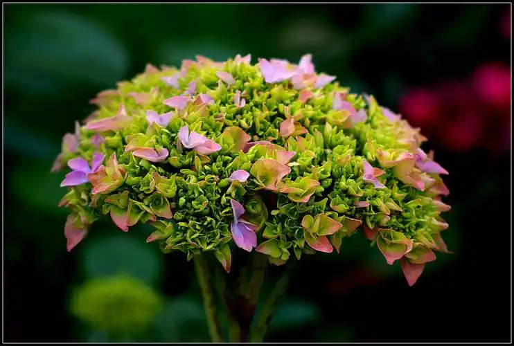 【图】四季花草-第2页-蜂鸟摄影论坛