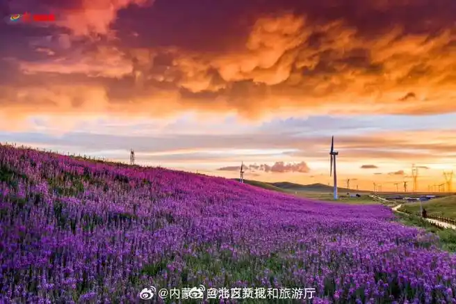 这一植物目前在世界上只有两处,一处在英国,另一处就是在锡林浩特市的