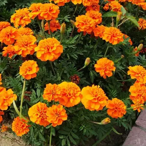 孔雀草复瓣桔色黄色花坛盆栽易种植观赏花卉