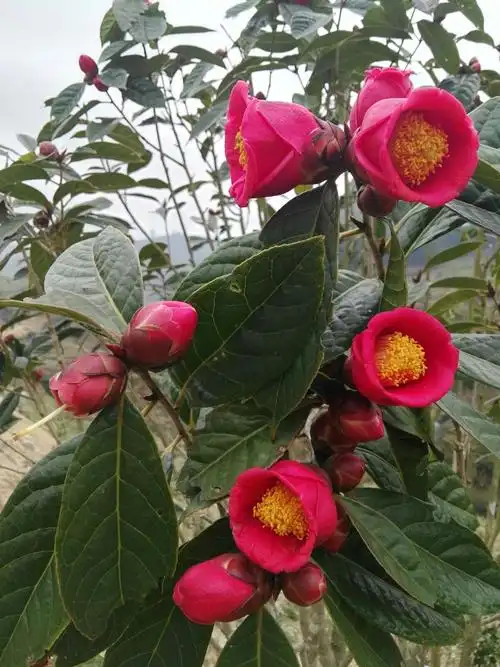 红花大果油茶红花盛开.