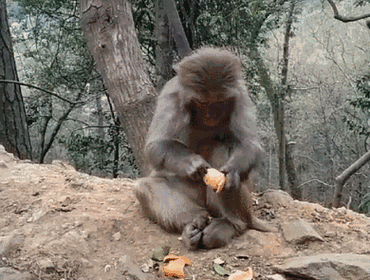 数十万人围观一只猴子剥橘子,网友都跪了:它怎么剥得比我还干净