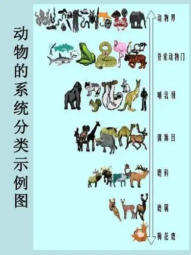 按照科学分类的动物,提升幼儿对动物的全面认知 动 物 的 系 统 分 类