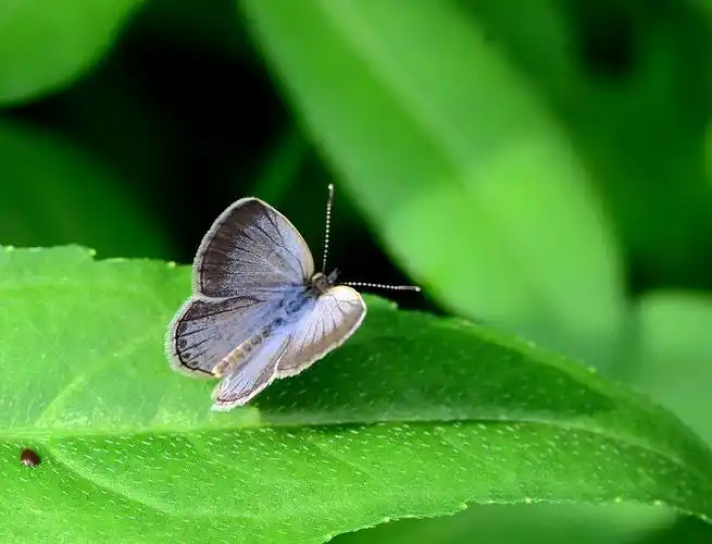 小灰蝶