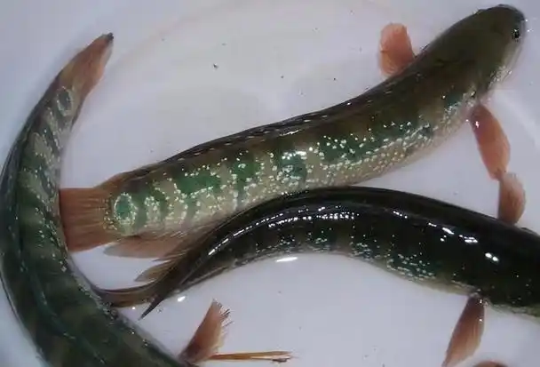 野生河鱼有哪些品种(夏季河里经常能捕捞的12种野生河鱼)(11)