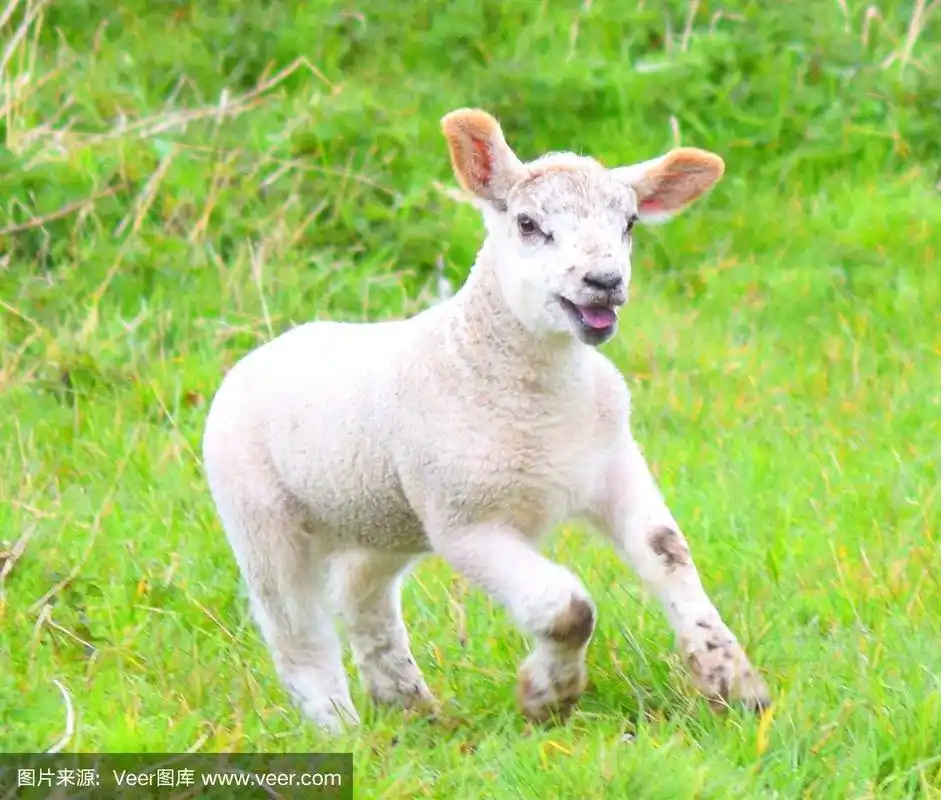 快乐的奔跑的羔羊,绵羊,家畜,农场动物