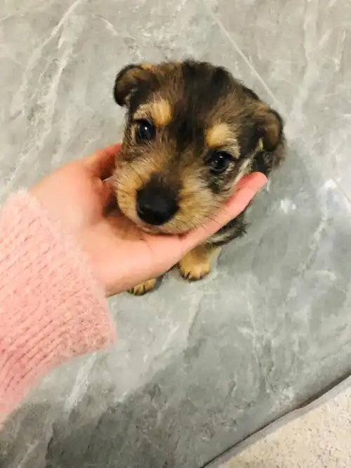 雪纳瑞串串找领养