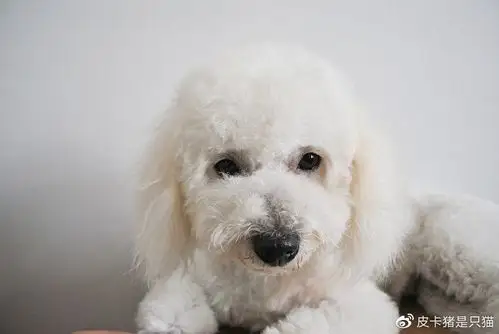 这4种狗狗不能随便养,太粘人了,简直是"跟屁虫"