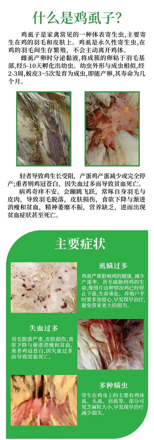 现货速发鸡虱子药灭鸡虱子药除跳蚤螨虫杀虫剂养鸡场鸡舍体外寄生虫